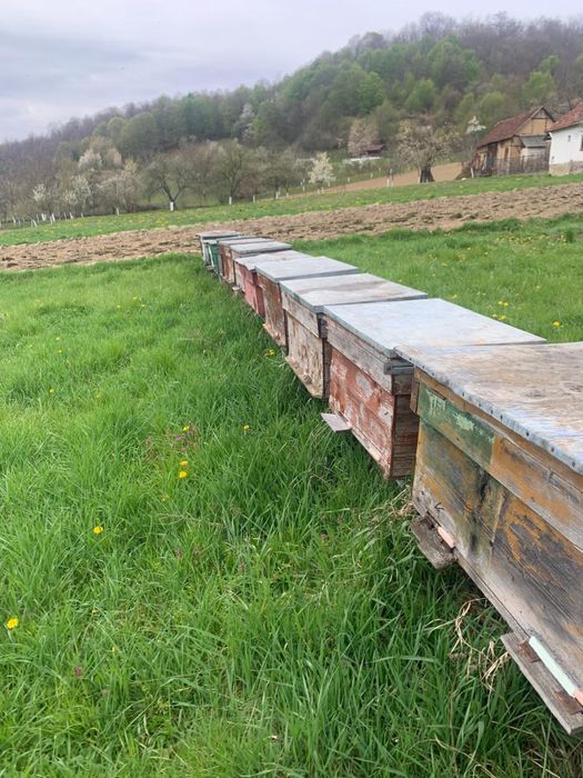 Vând 15 familii de albine