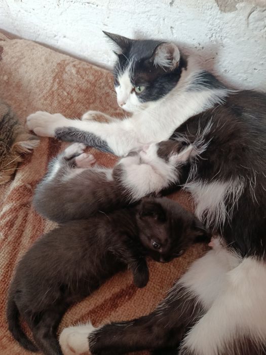 Отдам котят в хорошие руки