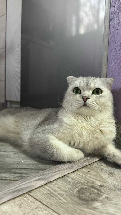 Вязка. Скоттиш фолд