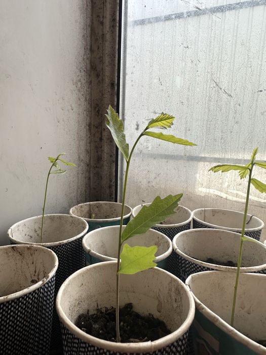 Саженцы ель, сосна, дуб