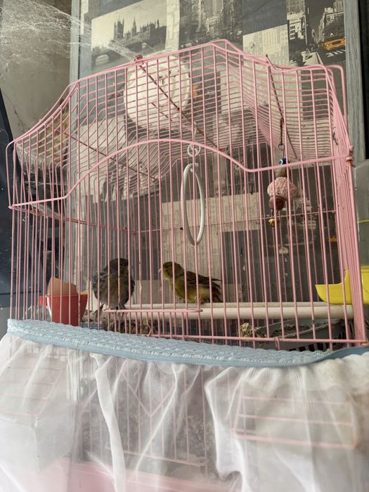 5 двойки канари плюс клетките