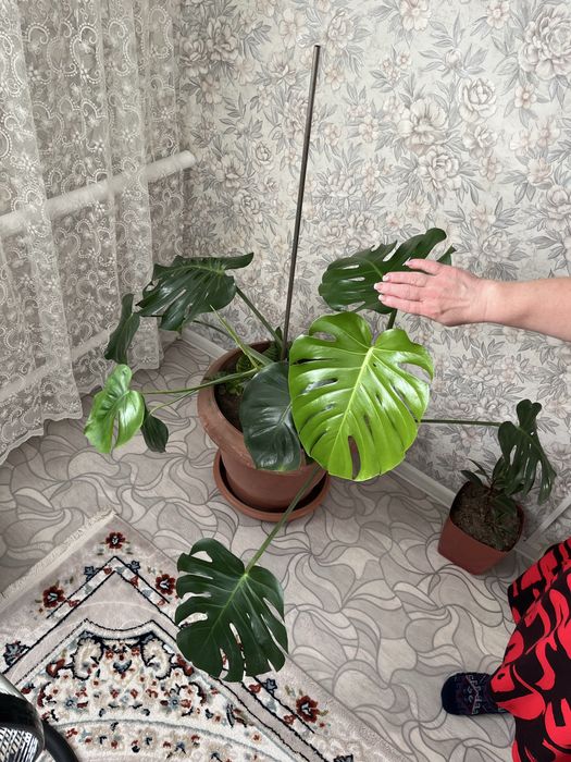 Продам большие домашние цветы