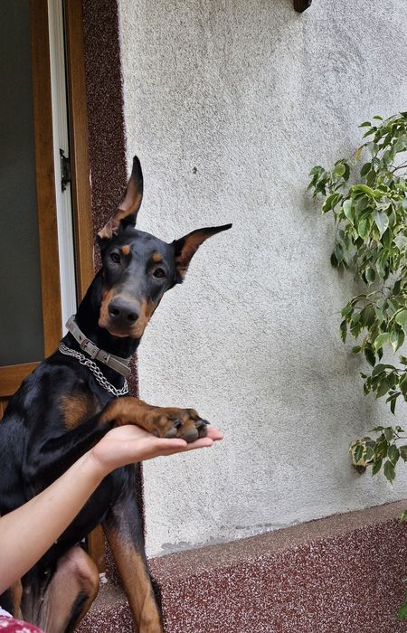 Psihologie canină și dresaj