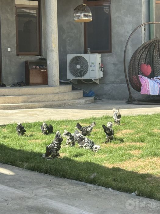 Корес Японча жужалар соглом