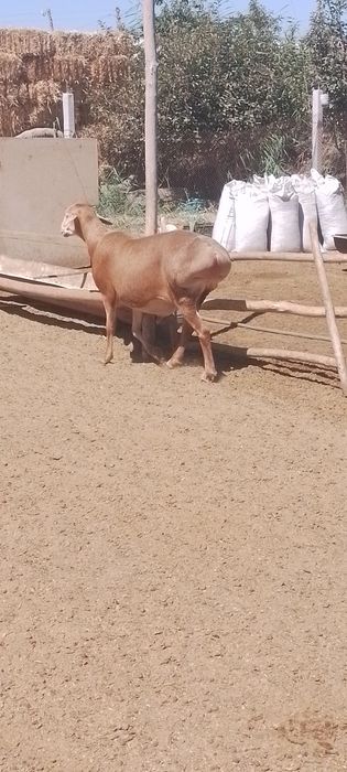 Киргиз кучкор  сотилади