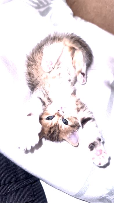 Красивый котенок