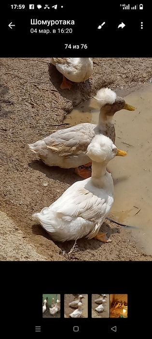 Дакан урде Жужа.