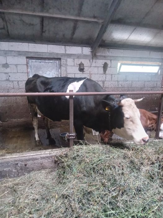 Vaca de vanzare cu vitica de 3 saptamani