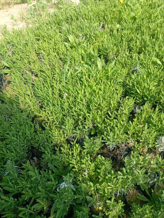 Globus , lavanda ko' chatlari sotuvda bor