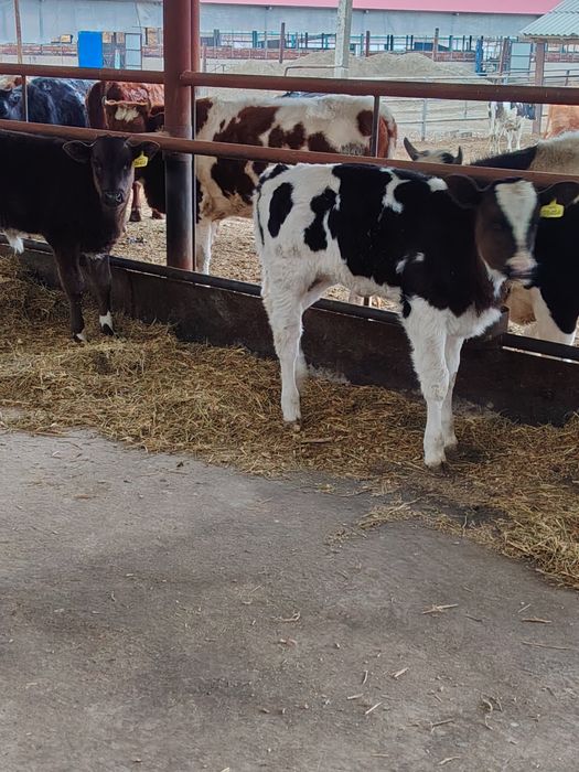 Бугоз гуножинлар сотилади 100 дона