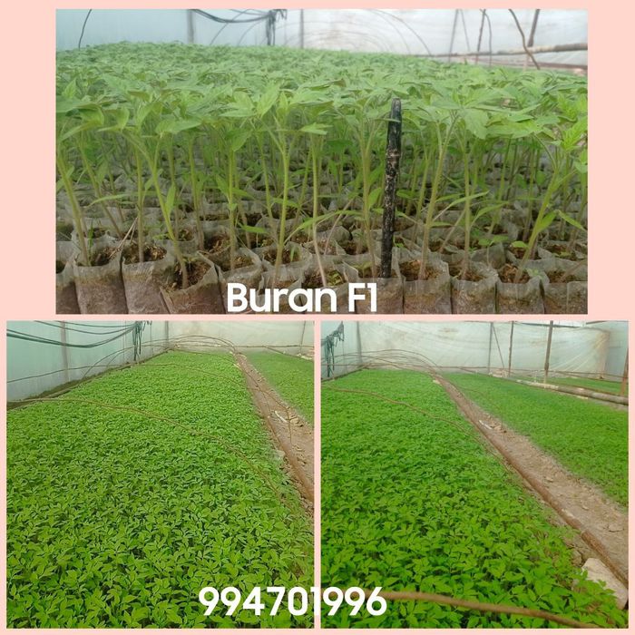 Buran f1 koʻchat