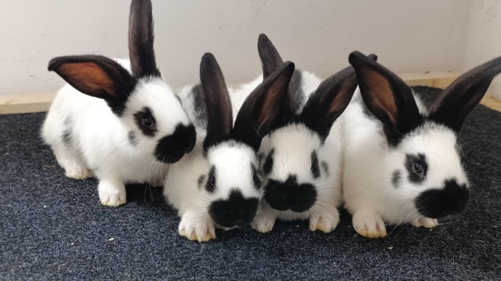 Iepuri fluture german