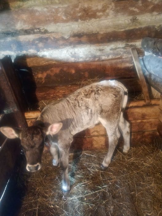 Vând Vițică de 5 saptamani