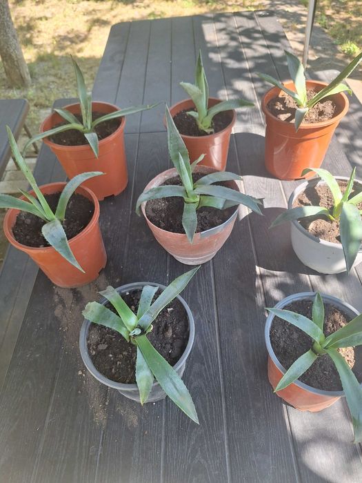 Aloe Vera(Agave americane)