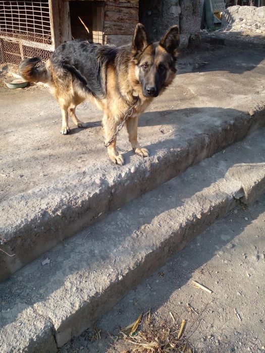 Немецкая овчарка