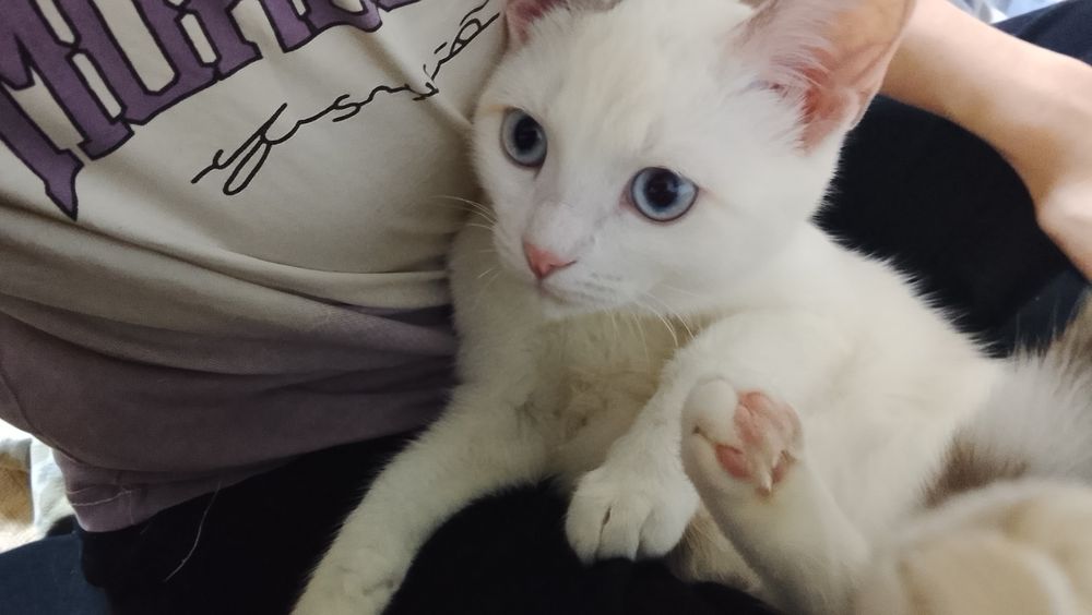 Кошка на вязку мы девочка Ищим мальчик