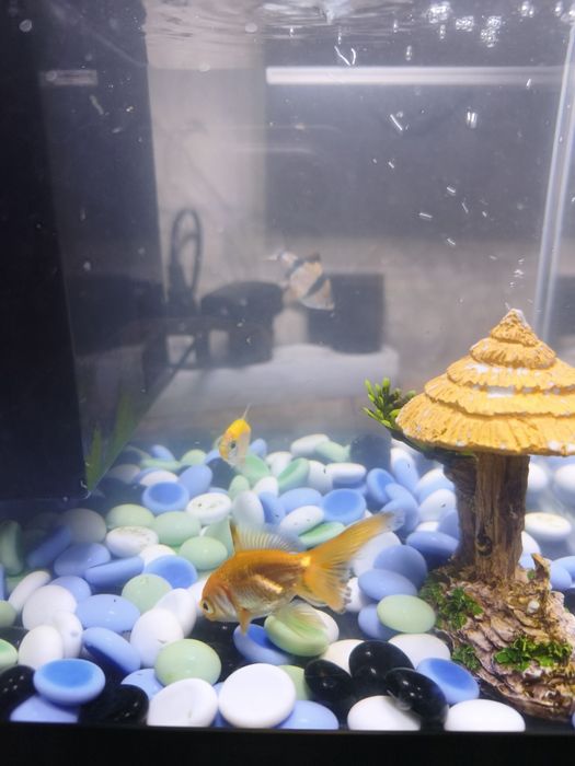 Аквариум атман 4та баликлари билан
