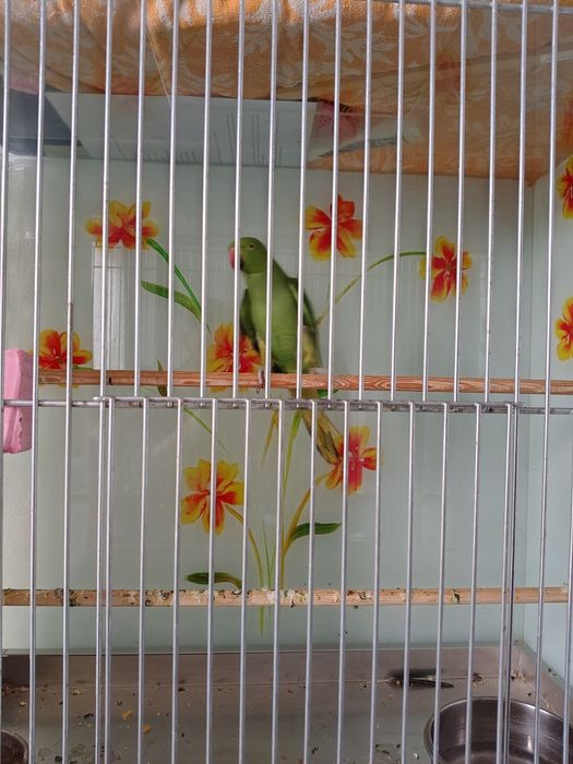 Papagal Micul Alexandru