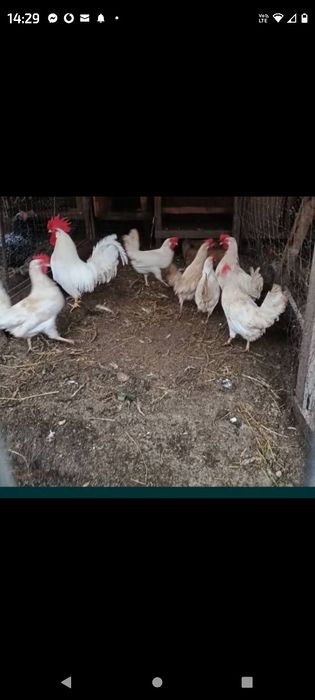 Oua gaini leghorn