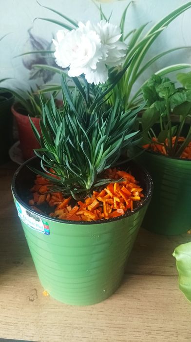 Тувак гуллари сотилади