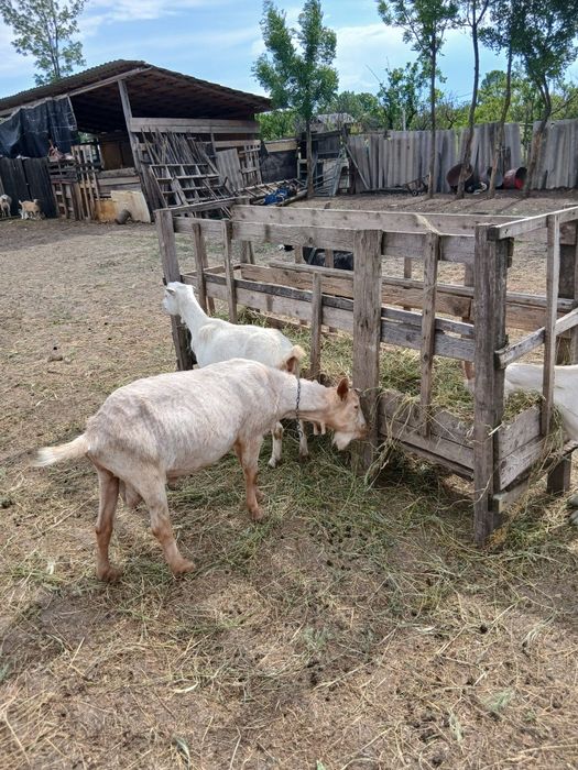 Vând 15 capre bune de lapte si tinere . Capre de rasă pret negociabil  se dau si la bucata