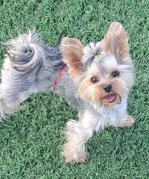 Девочка Йоркширский терьер ищет кабелька для вязки.