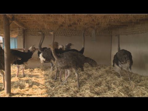Туякуш териси, кожа страуса,tuyaqush terisi,