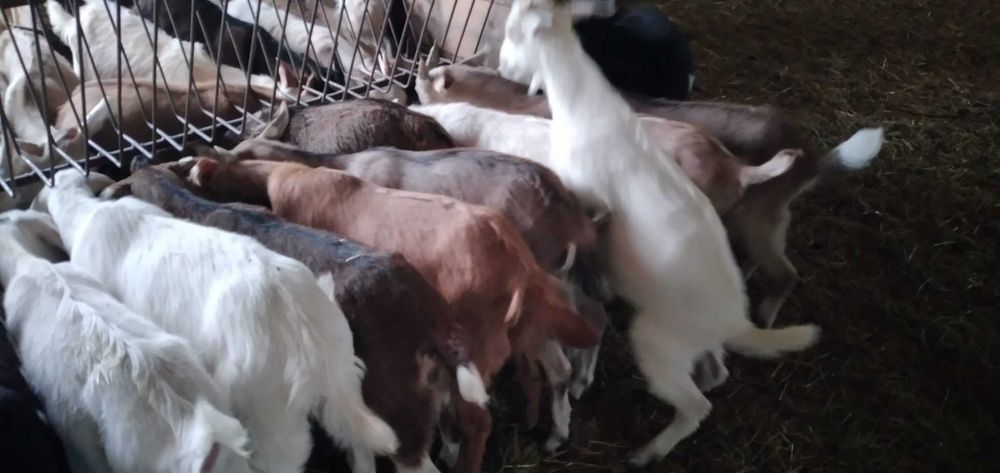 Iezi de vânzare - preț negociabil