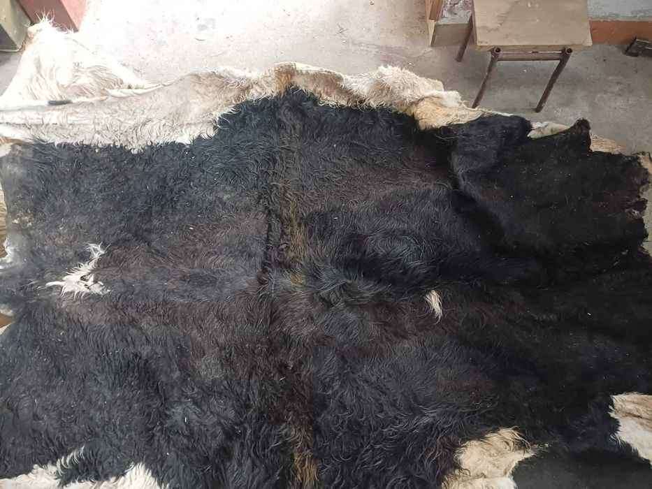 кожи коза овца агне теле