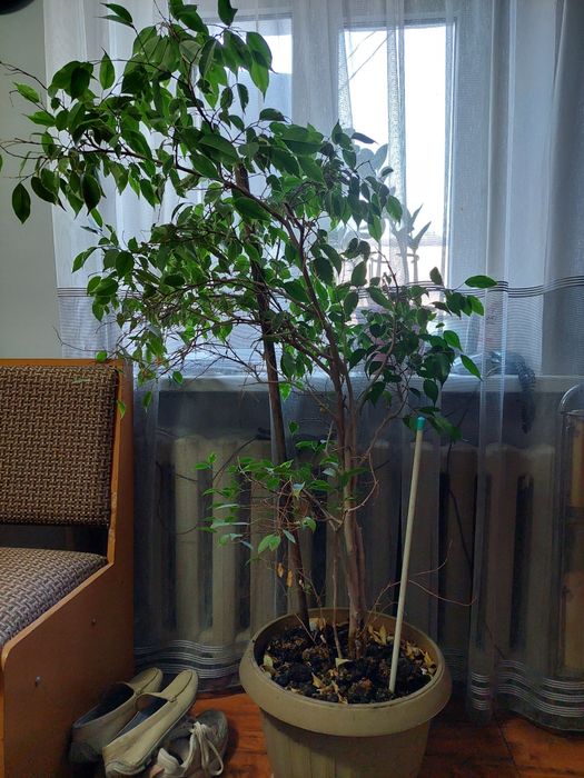 Комнатные цветы. Караганда. Самовывоз.