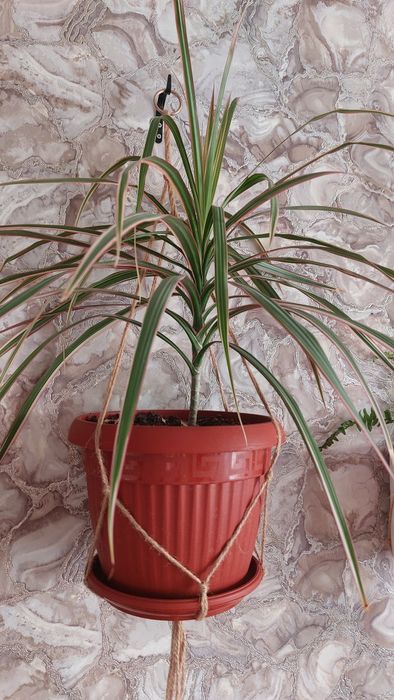 Драцена, красивая пальма