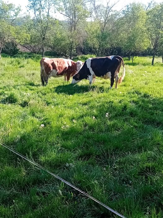 Vând  vaca de 8 ani blândă, da 18 -20 litri  pe zi