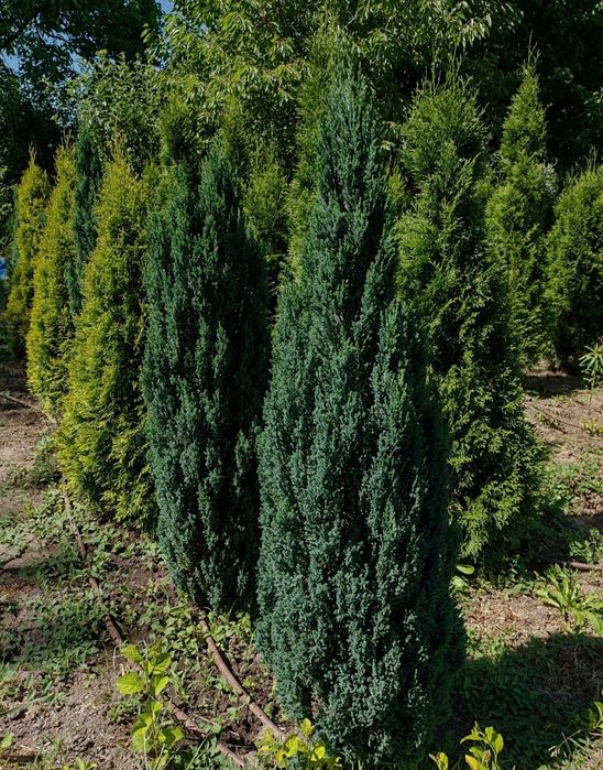 Туя Смарагд, Кълбовидни Туи, Кипариси и други