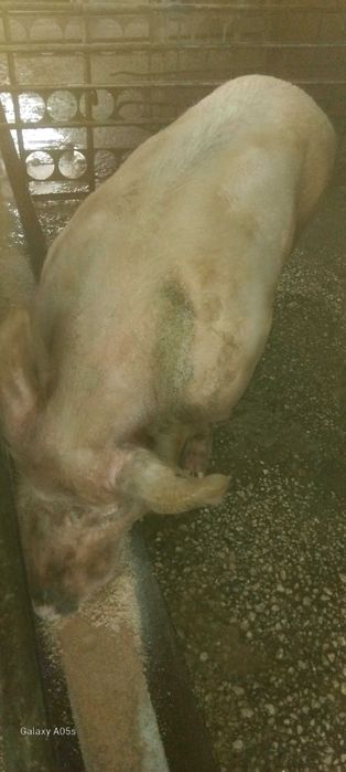 мъжко прасе -нескопено