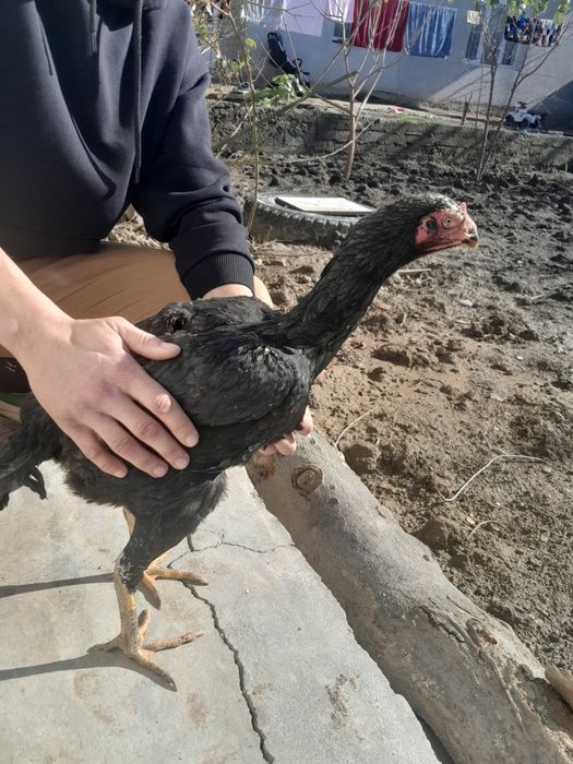 Qora Mokiyon,Dakan tavuq sotiladi