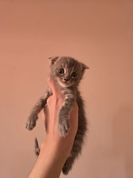 Котята в хорошие руки