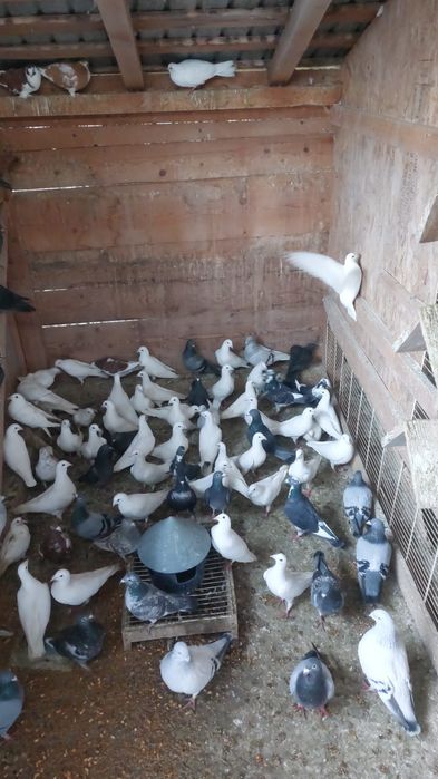 Porumbei voiajori  albi si colorati