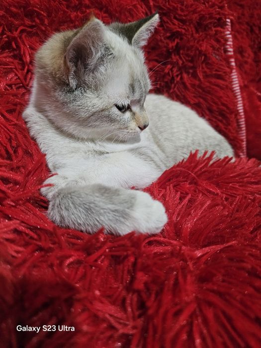 Сиам мушуги бепул