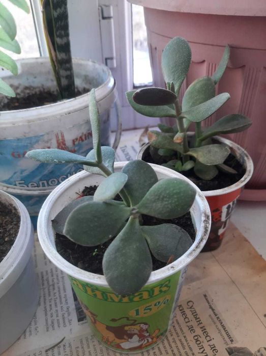 Продам комнатные цветы разные