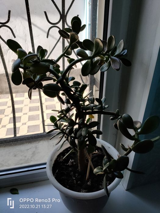 Продам комнатные цветы.