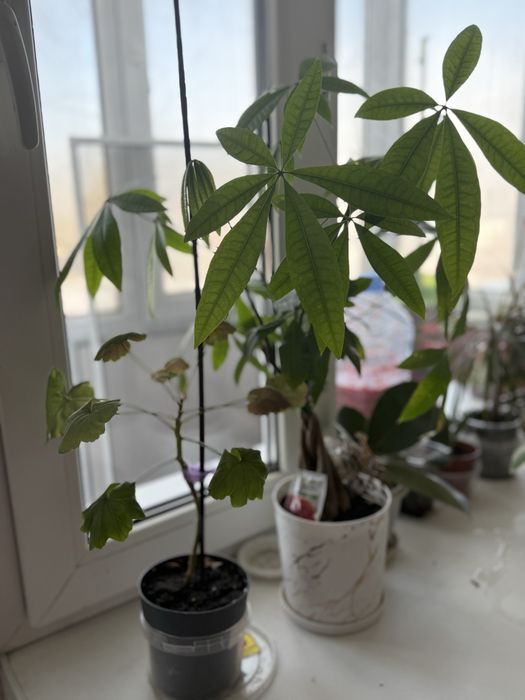 Продам комнатный цветы  находимся в майкудуке