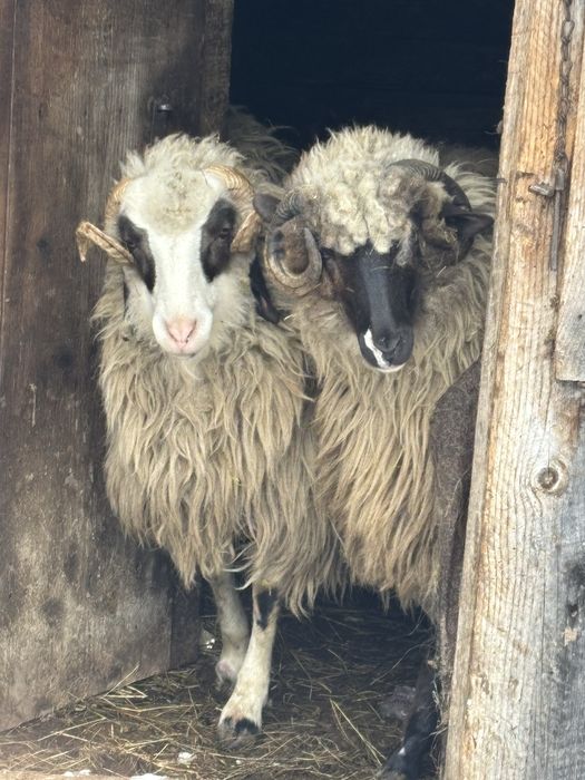 vand berbec varsta un an