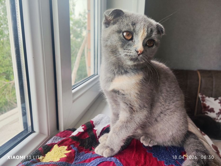 Продаётся котёнок - скотиш фолд