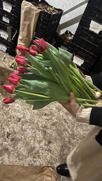 Тюльпан передзаказ