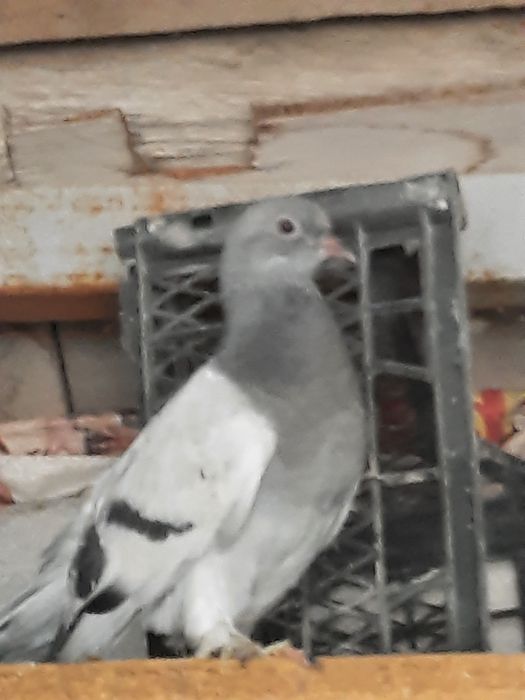 Kqptarlar sotiladi