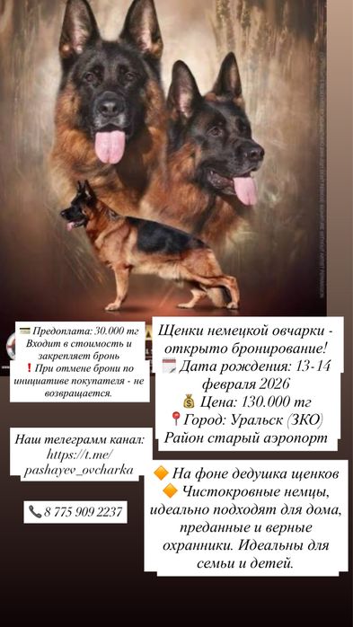 Щенки немецкой овчарки - бронирование