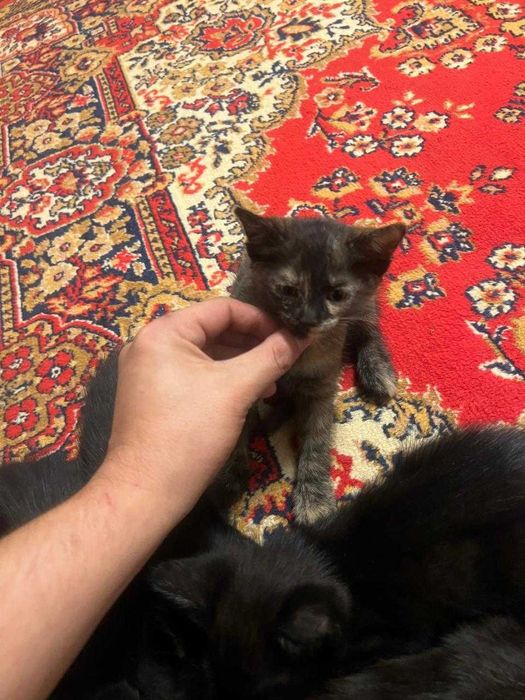 Котята в добрые руки. Шымкент