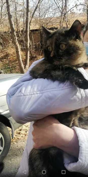 Потерялась кошка