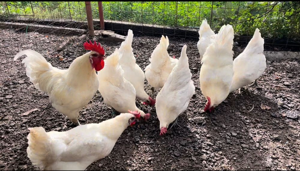 Oua incubat gaini La Bresse