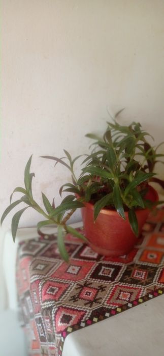 Продаю комнатные цветы Рио.